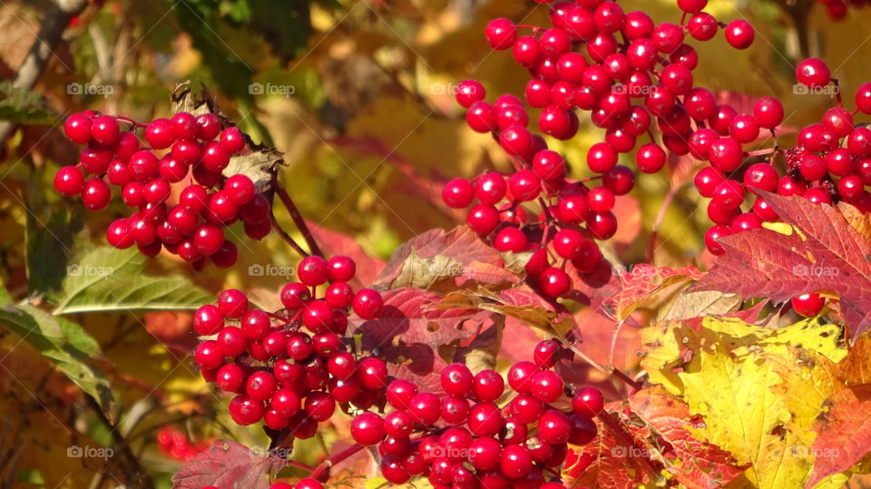 golden autumn in the Urals in Russia