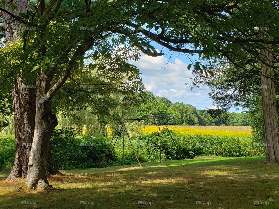 Golden Field