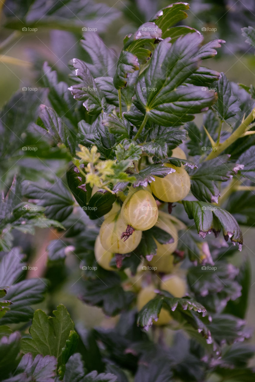 Gooseberry on a bush.