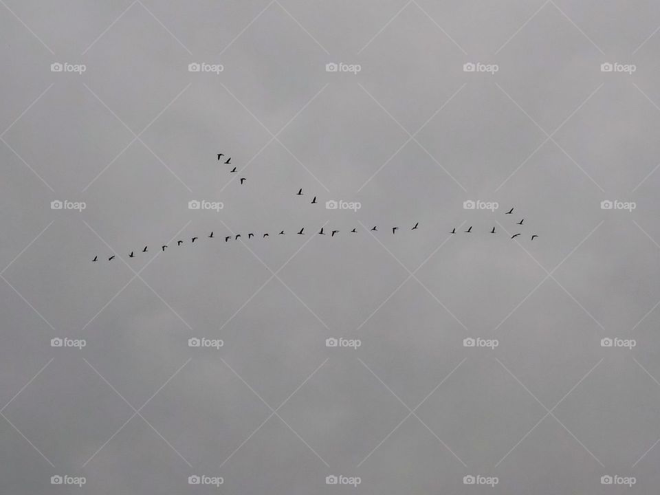 Geese flying against a cloudy sky.