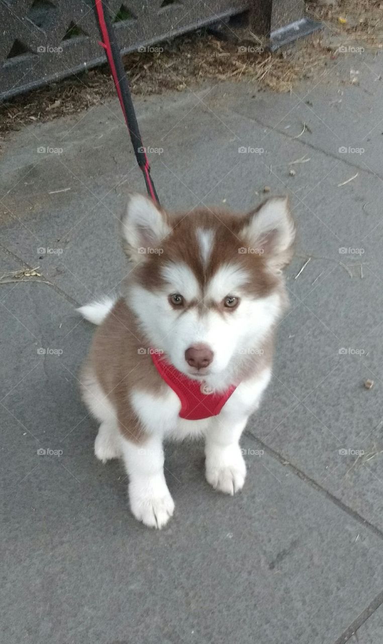 Really Cute Husky Puppy