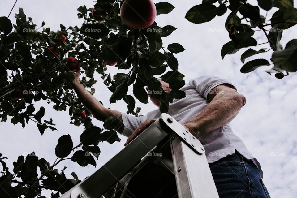 apple picking, apples, ladder, desaturated, overcast, picking fruit, looking up