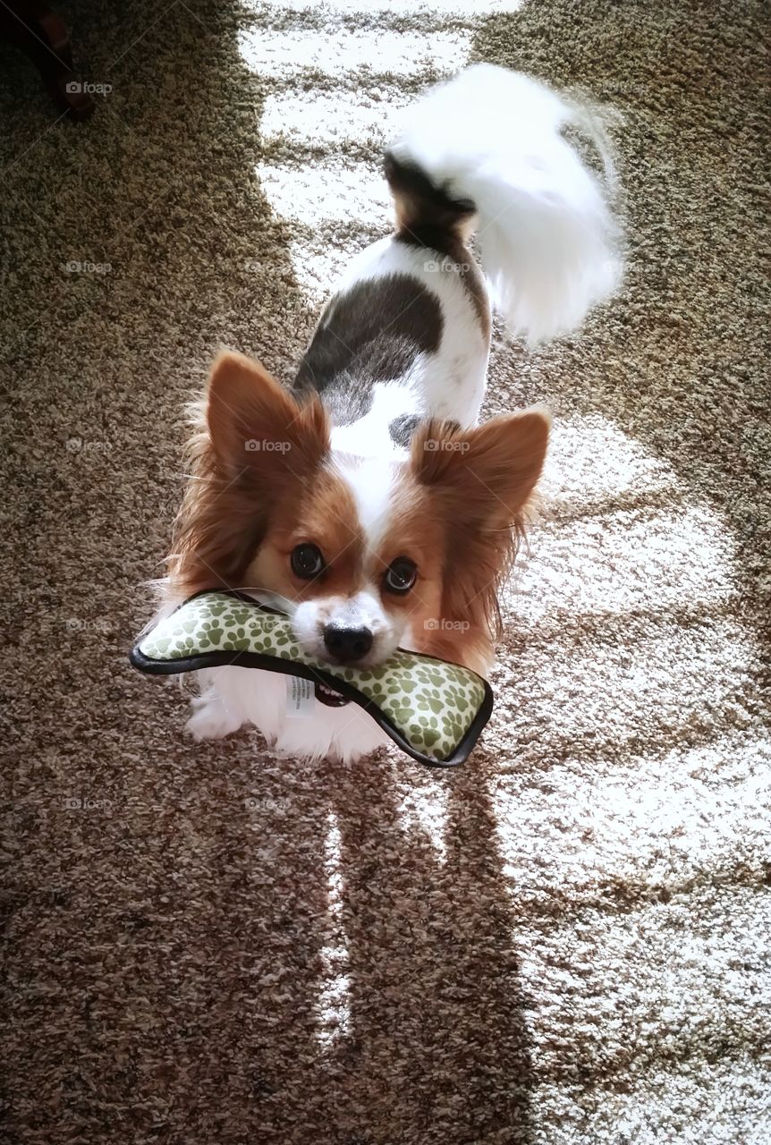 Small dog with a toy in the rectangles of sunlight on the floor