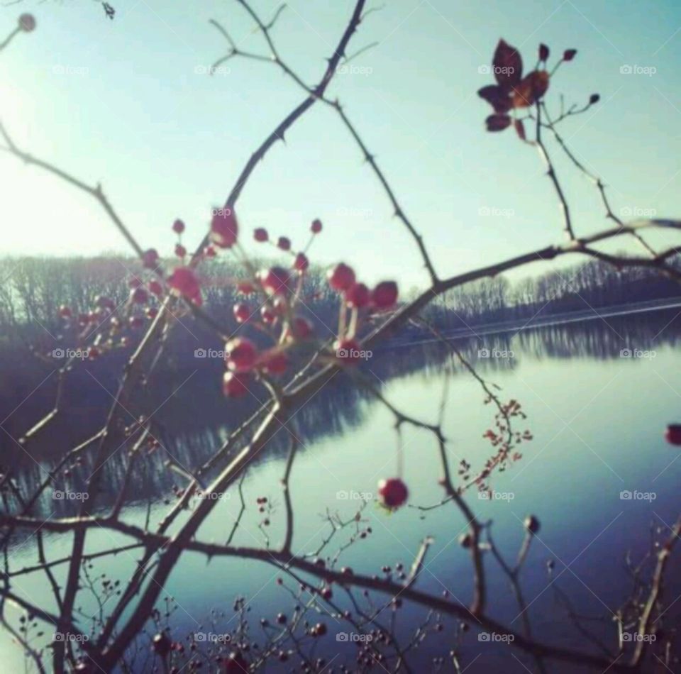 Berry Bush. dramatic photo of some berries at the lake