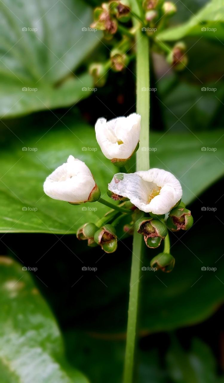 Sagittaria is a genus of about 30 species of aquatic plants whose members are known by a variety of common names, including arrowroot, duck potato, katniss, omodaka, swamp potato, tulle, and wapato.