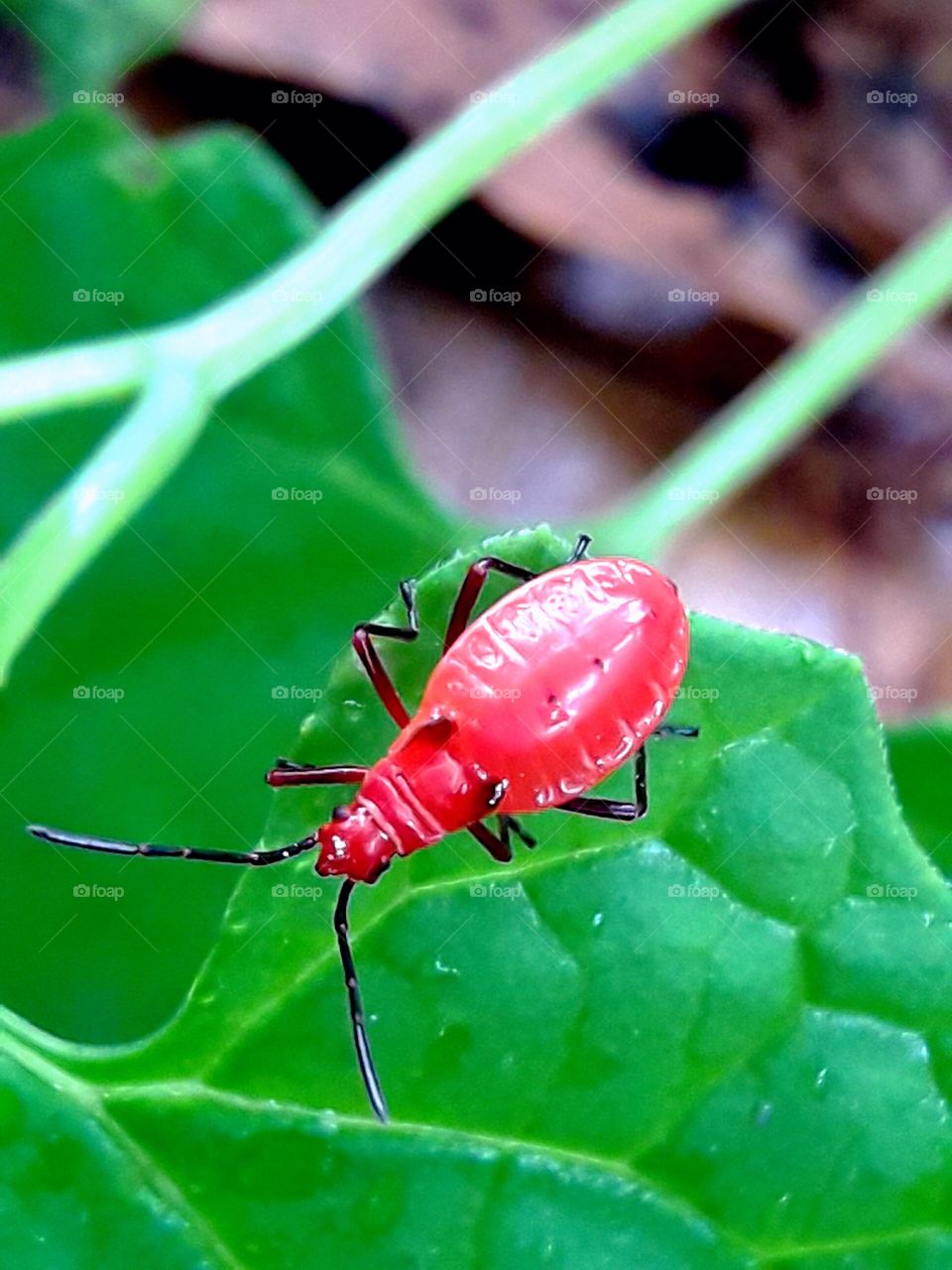 Cotton stainer, red body black legs insect on the green leaf.