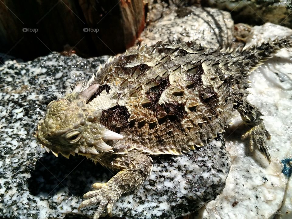 horned toad. I rescued this little guy, who was entangled in fish netting being used in a garden.