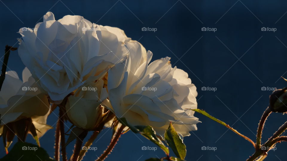Catching light amongst delicate petals of  white roses
