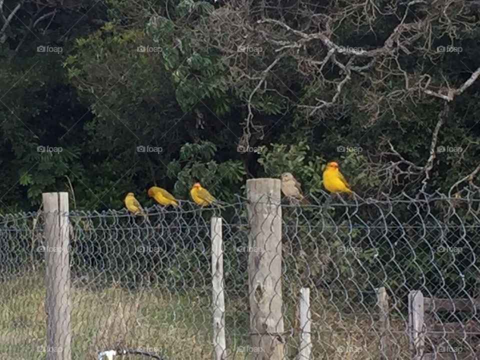 Yellow birds observing the nature!