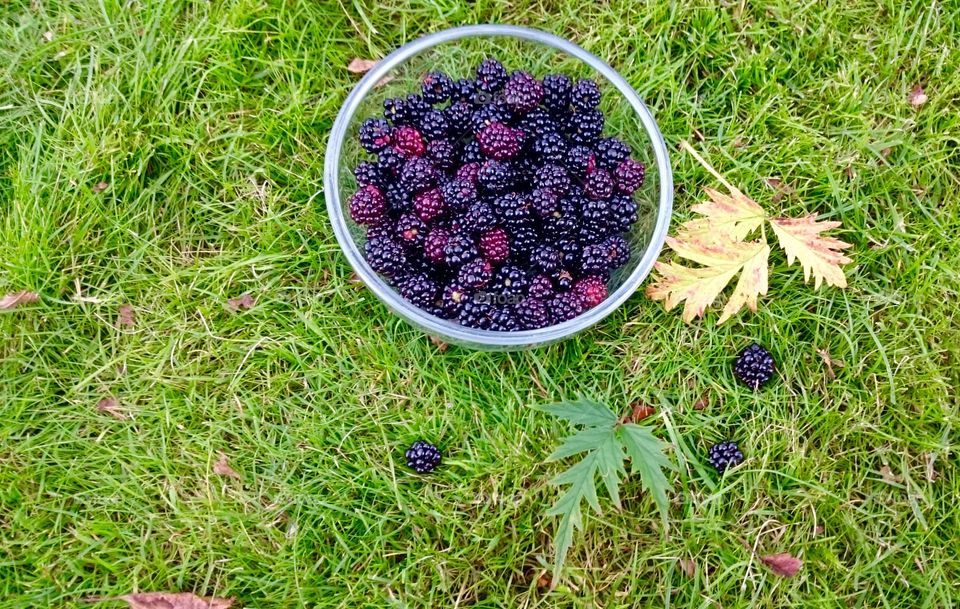 Blackberries in a bowl