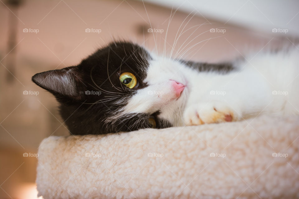 Black and White Cat with Gold Eyes Relaxing