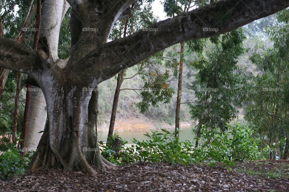 Ironwood Tree by a Lake. An old ironwood tree in a park by a lake.