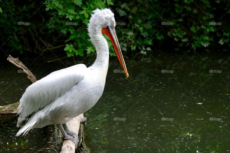 Pelican