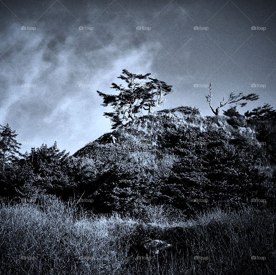 Monochrome, Landscape, Tree, No Person, Black And White