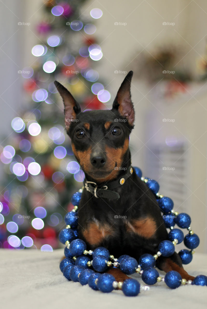 Pinscher dog