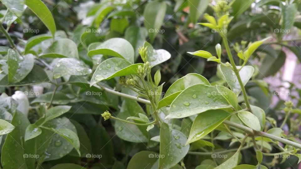 fresh  leaf thick  green