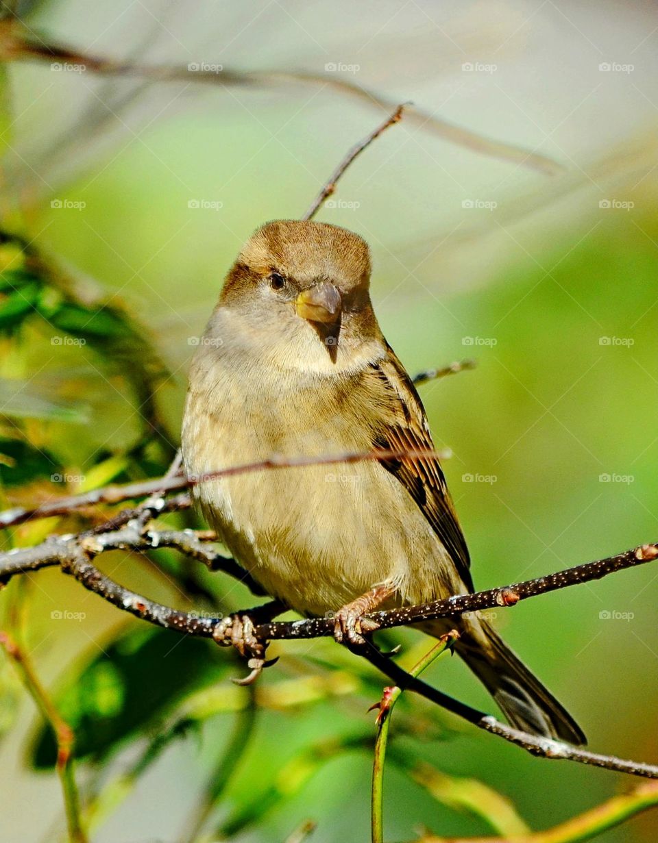 sparrow bird