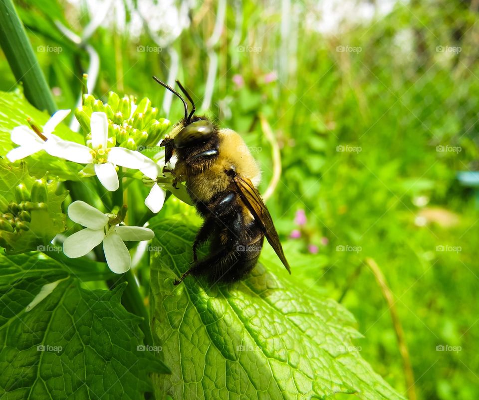 Close-up of bumblebee with white flower