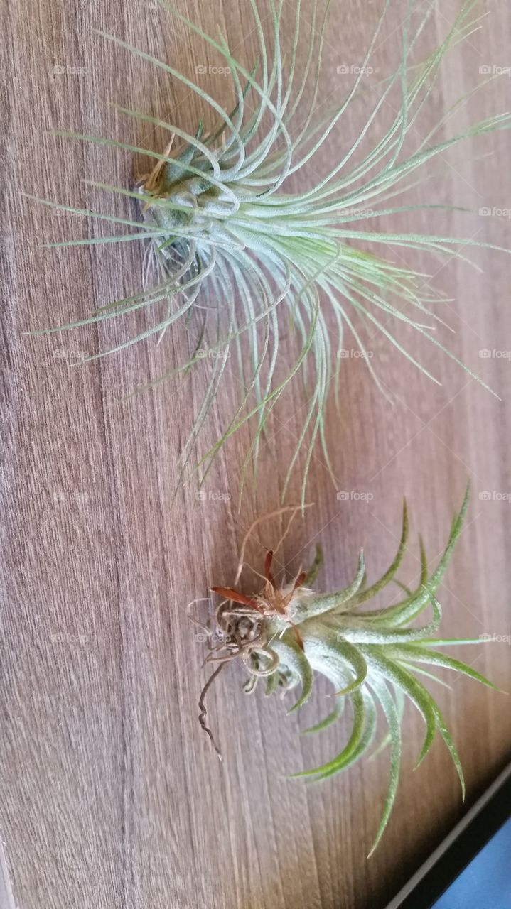 air plants
