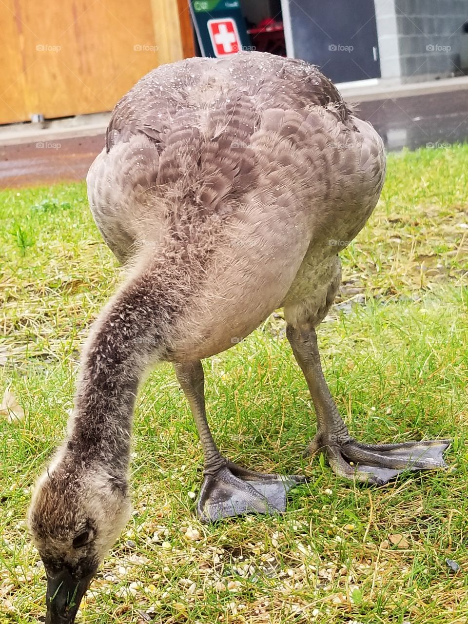 Baby goose