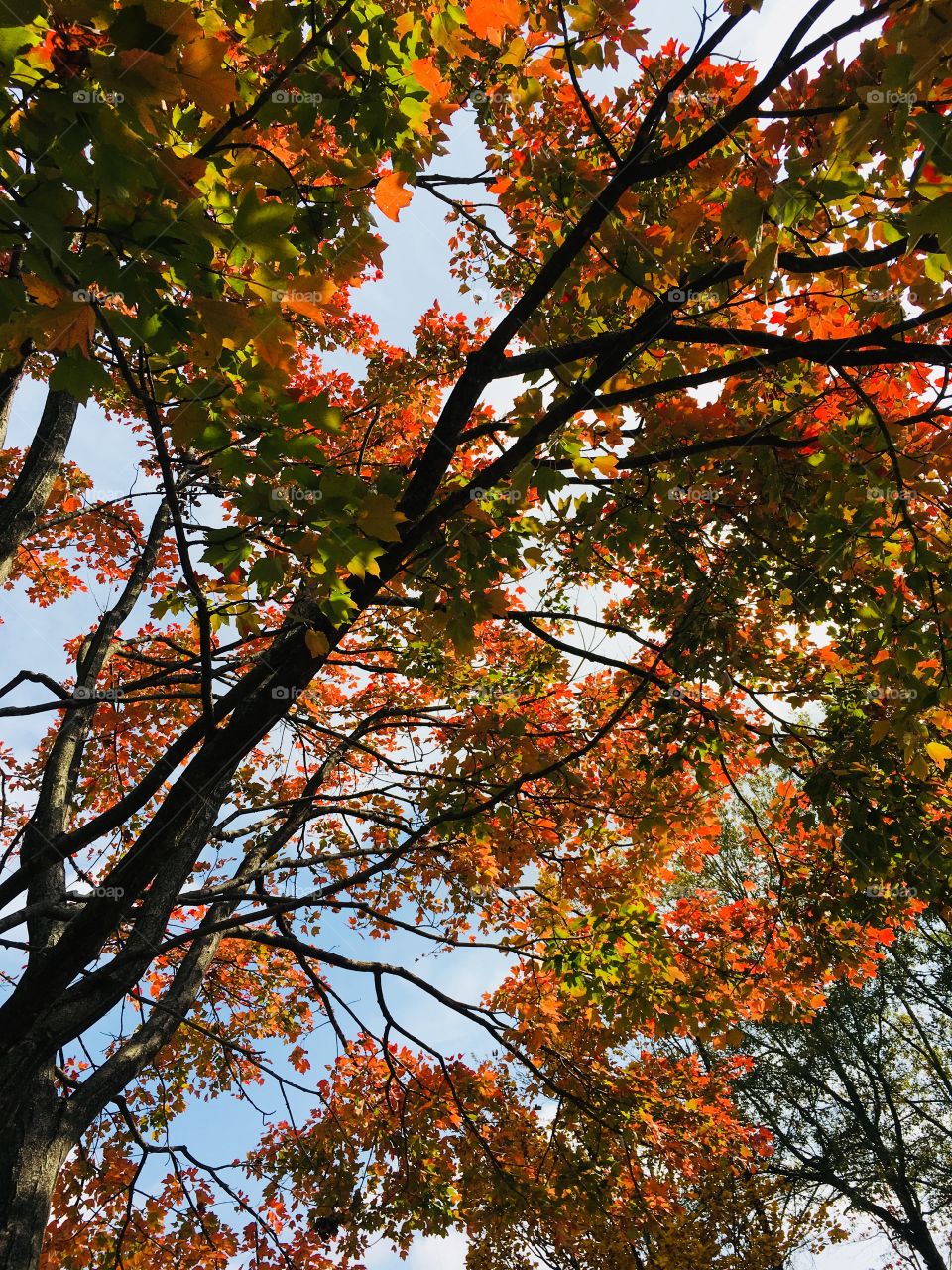 Vibrant colors of fall