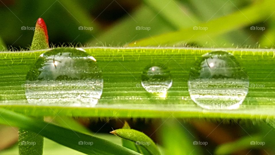 Water droplets on the grass after spring rain.
