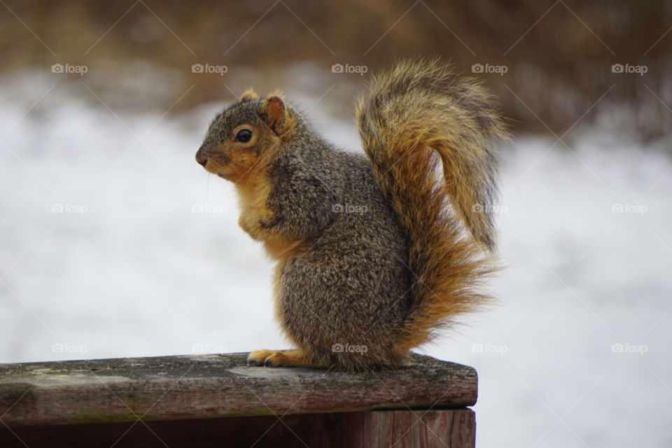 A shivering squirrel sits on weathered railing. 