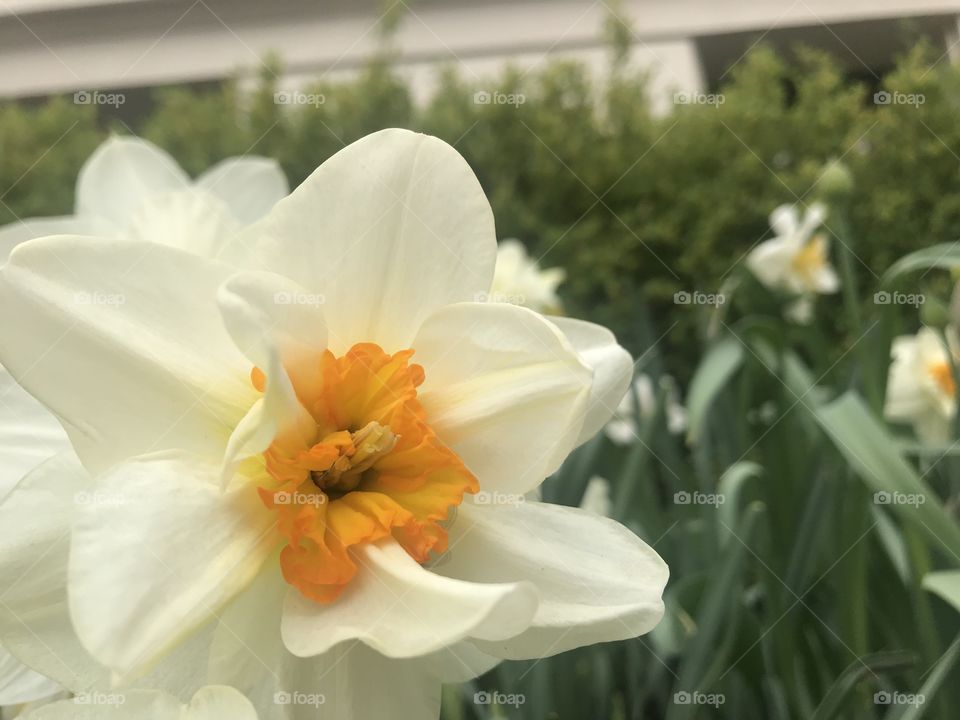 Beautiful white flower blooming 