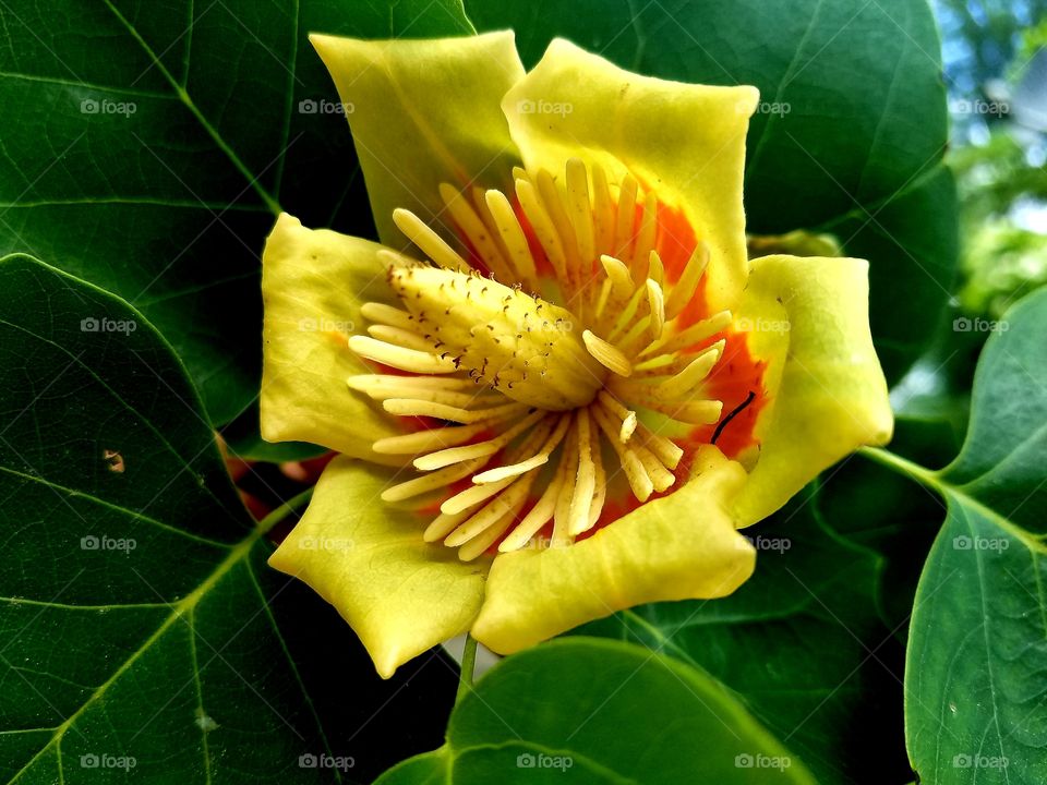 Tulip Tree Blossom