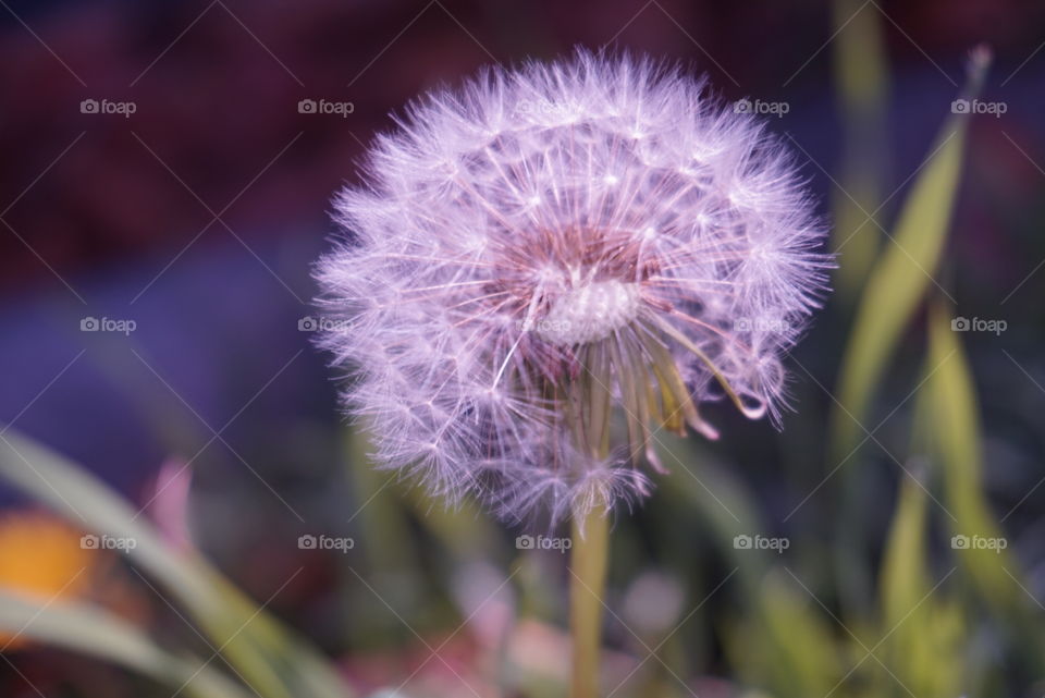 Beautiful Macro shots