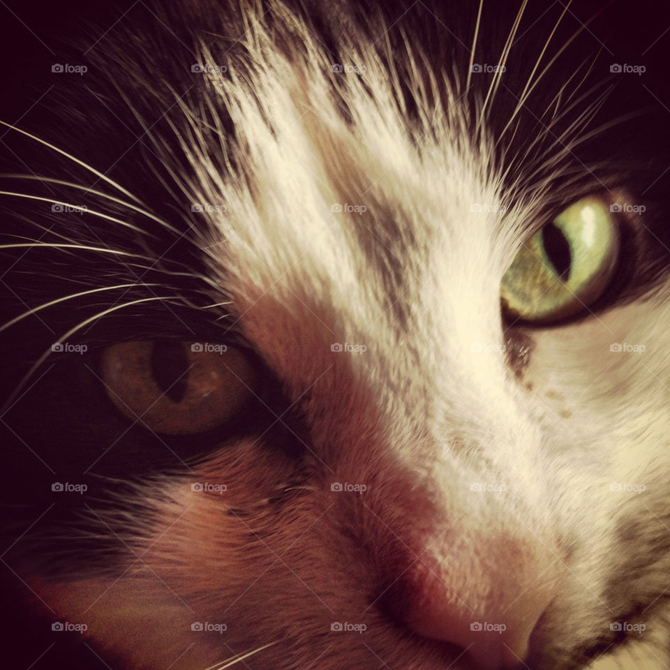 cat eyes close up i see you by anrool