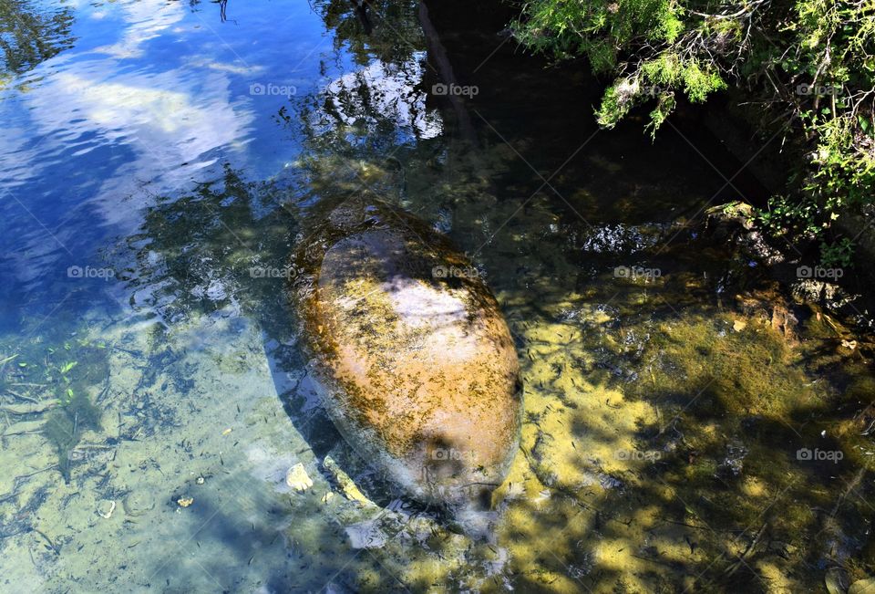 Manatee 