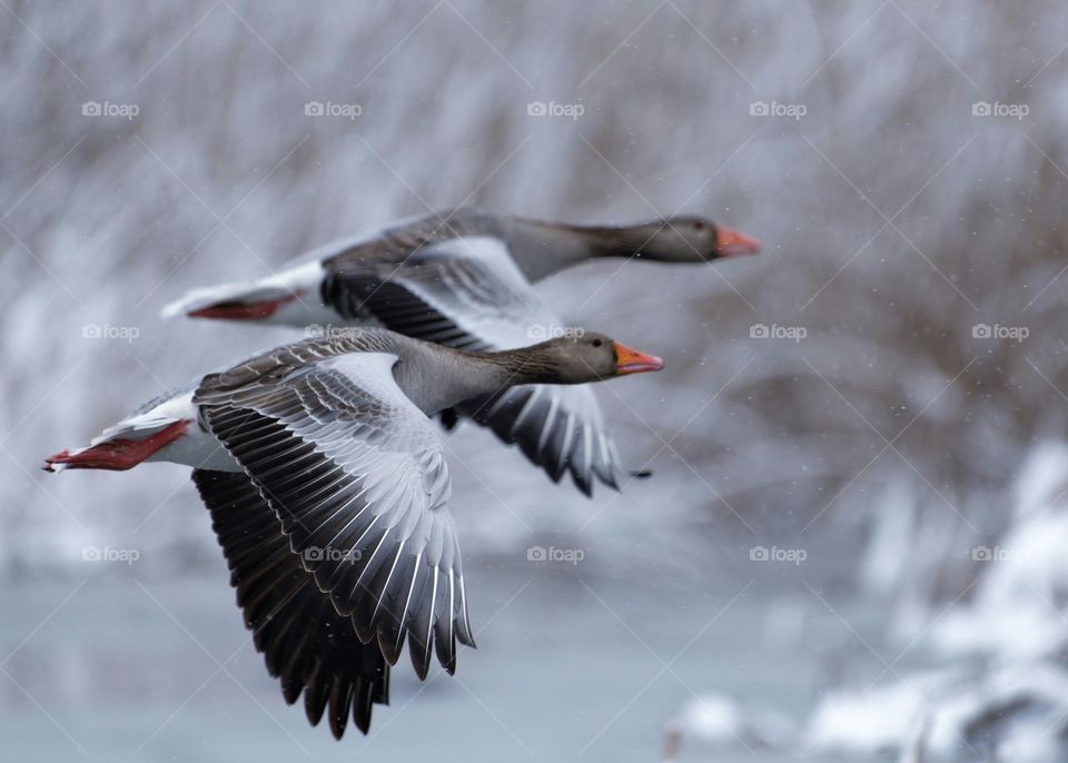 Pair of greylag geese flying in front of snow covered reeds after late April heavy snowfall in Helsinki, Finland in the coldest blackberry winter in decades.