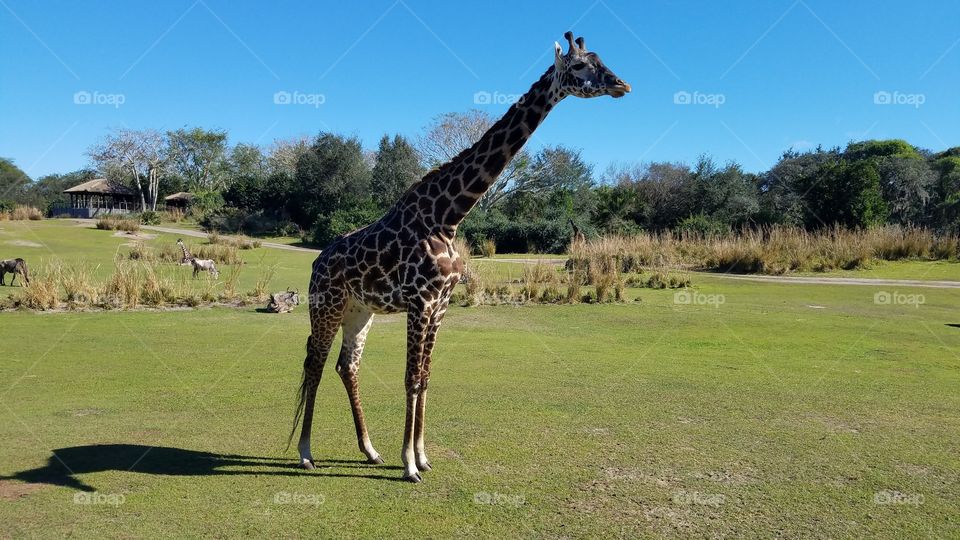 Long neck