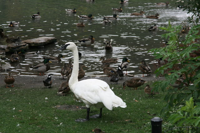 duck