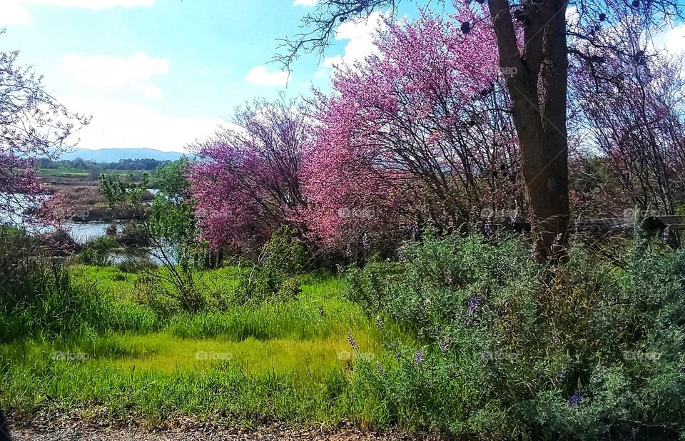 Pink cherry trees with green grass