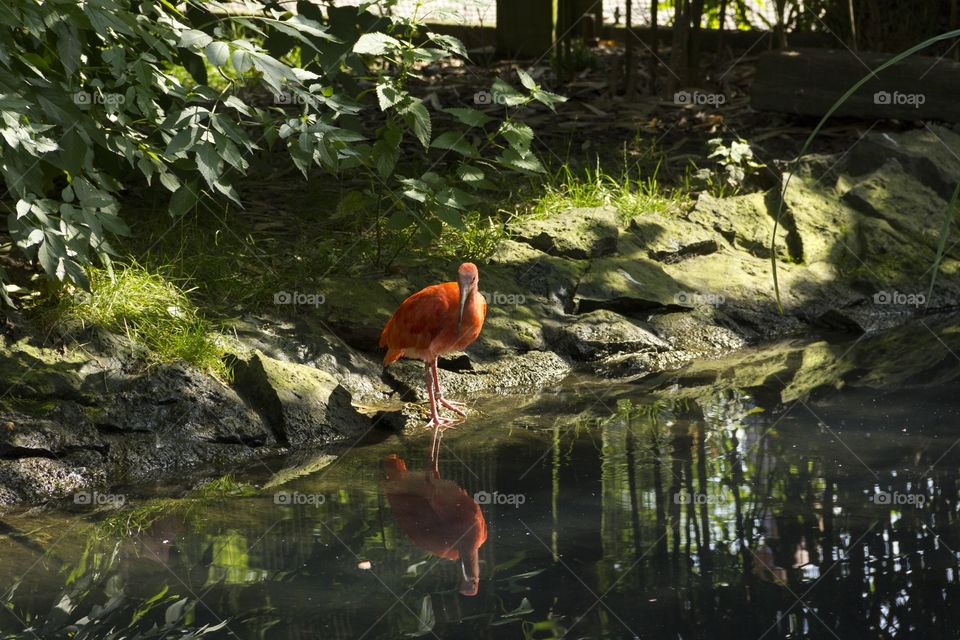 Scarlet ibis on the river bank