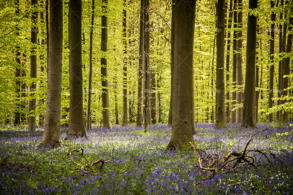 Magical forest