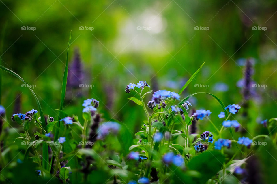 Blue flowers growing in the forest