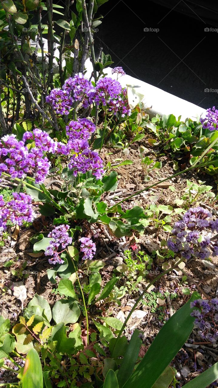 purple flowers