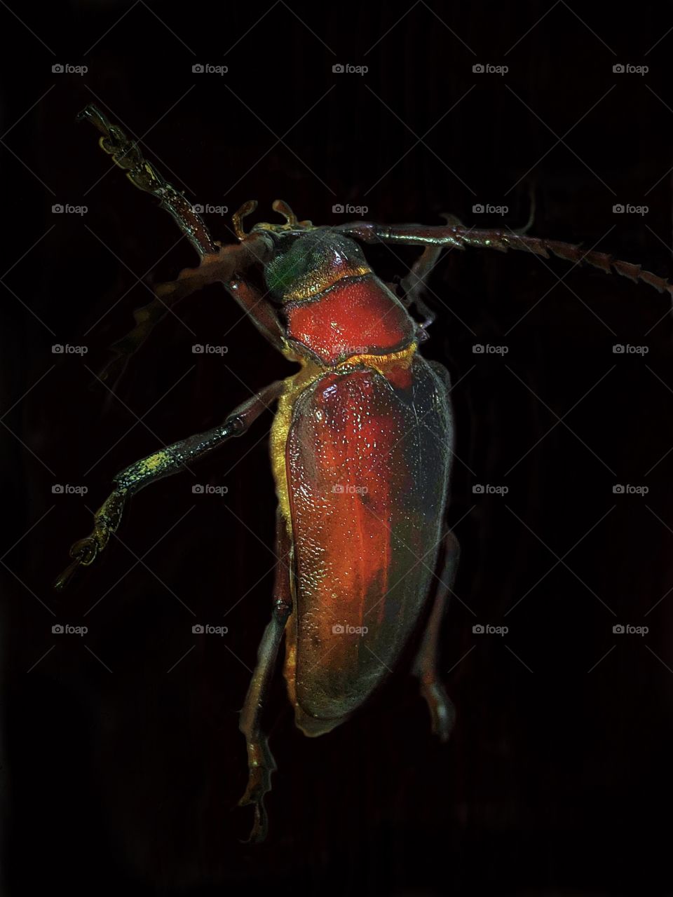 Red Longhorn Beetle 