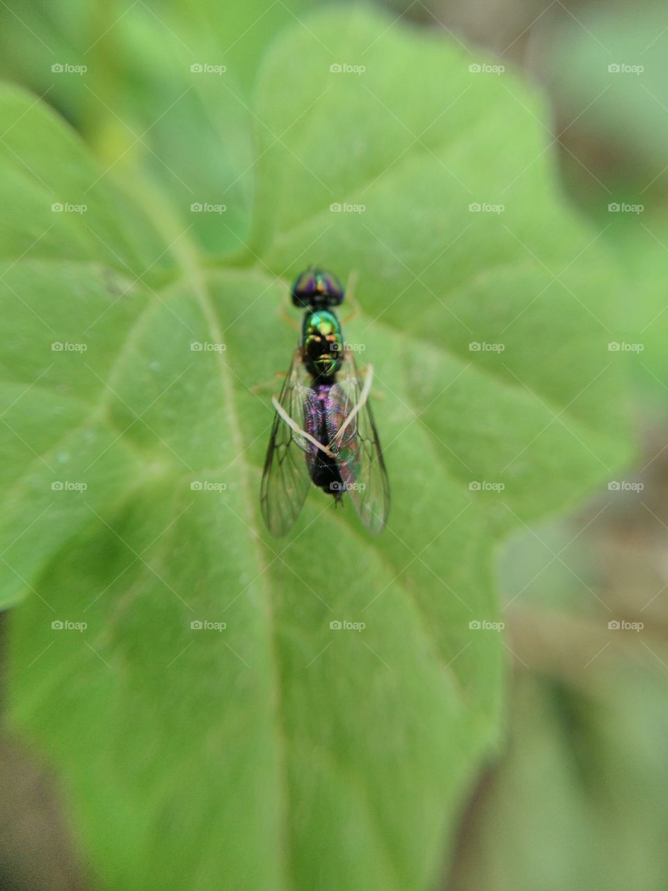 Close-up of insect on green leaf