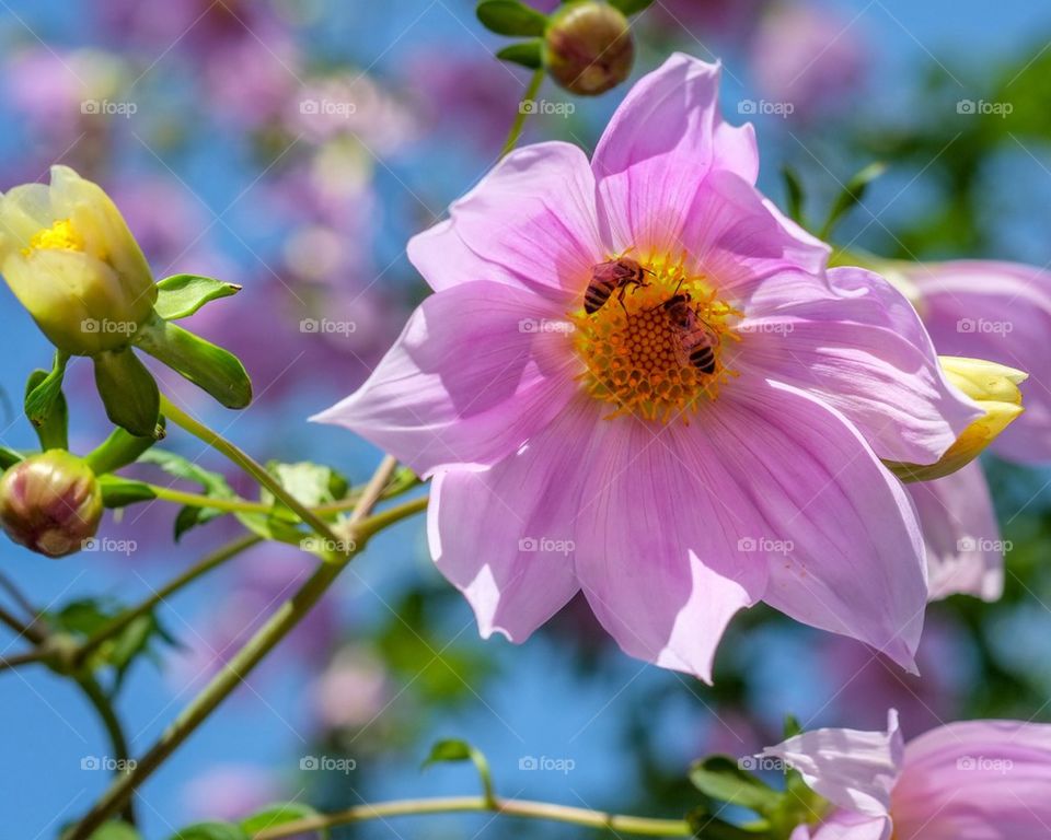 Pink flower and bees