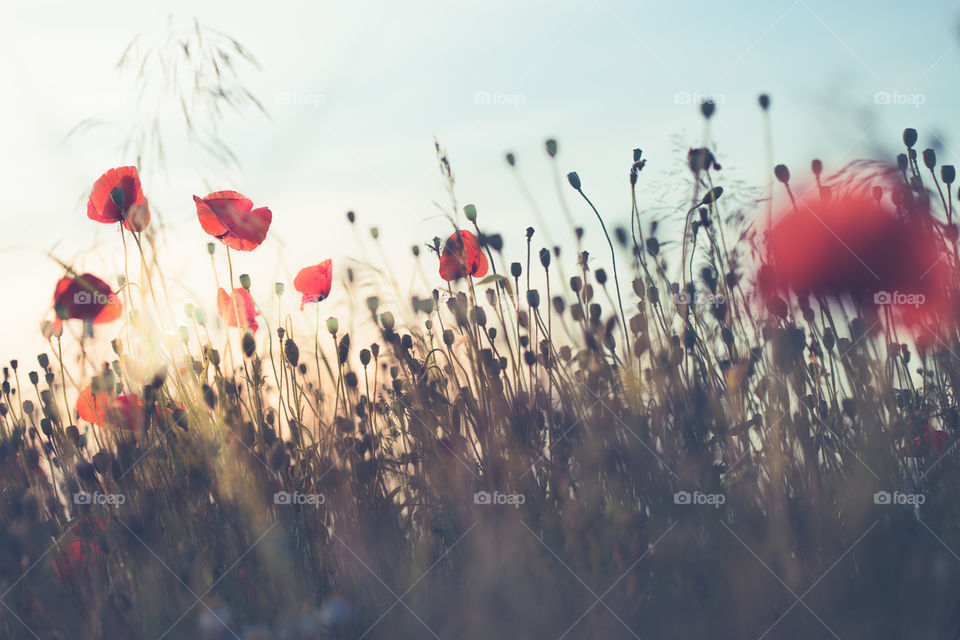 Poppies flowers and other plants in the field. Flowery meadow flooded by sunlight in the summer