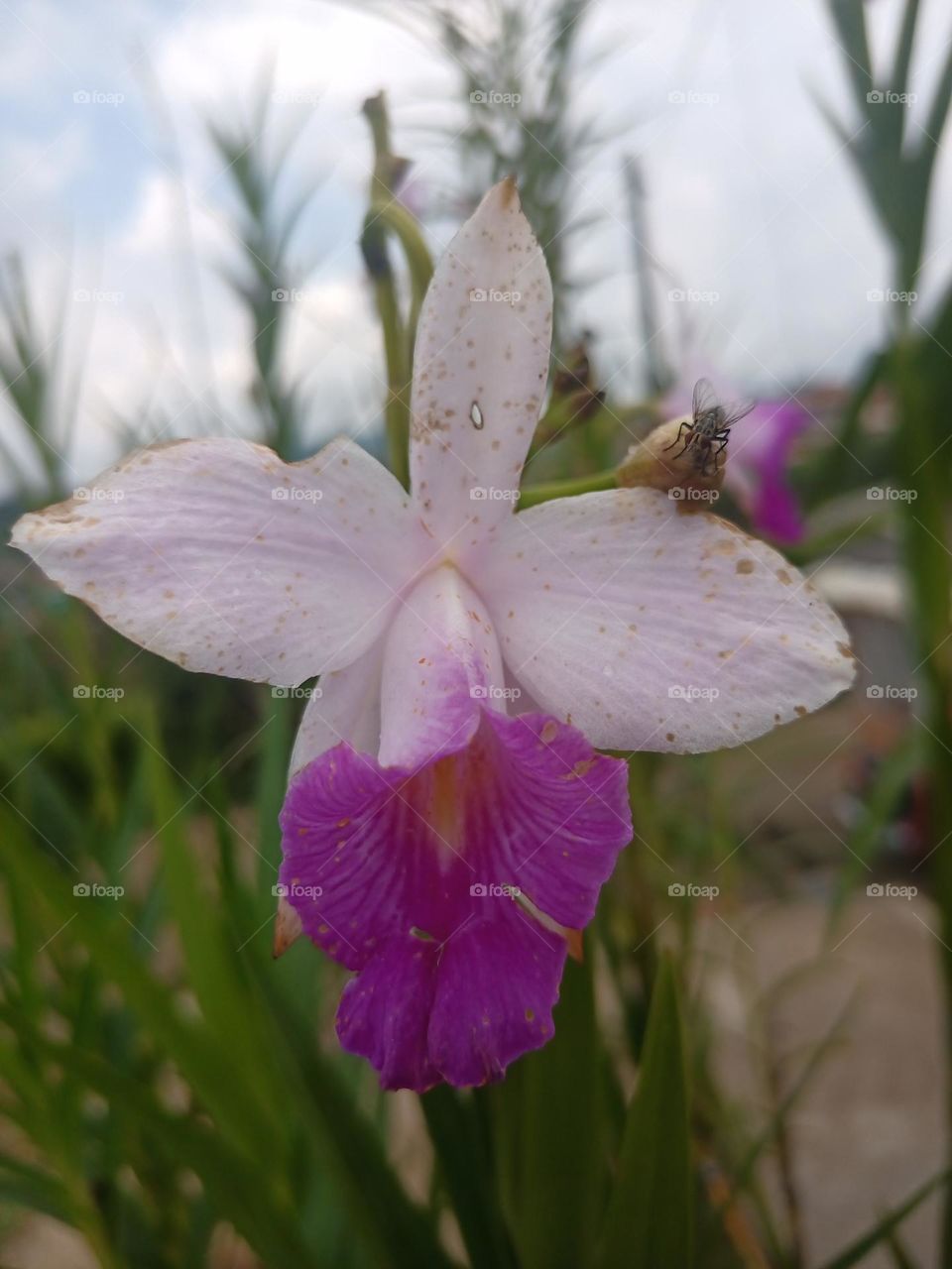 Flores. Orquídea hermosa de color lila.