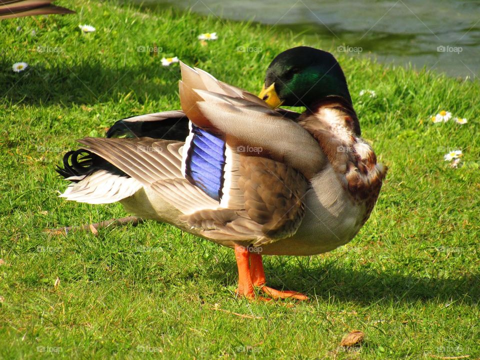 duck