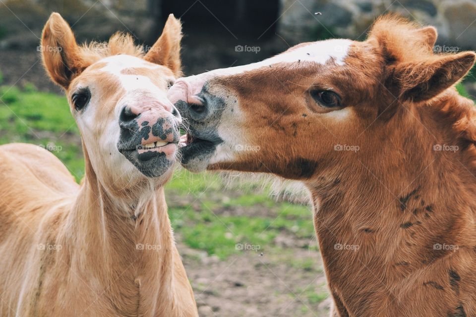 Close-up of two foals