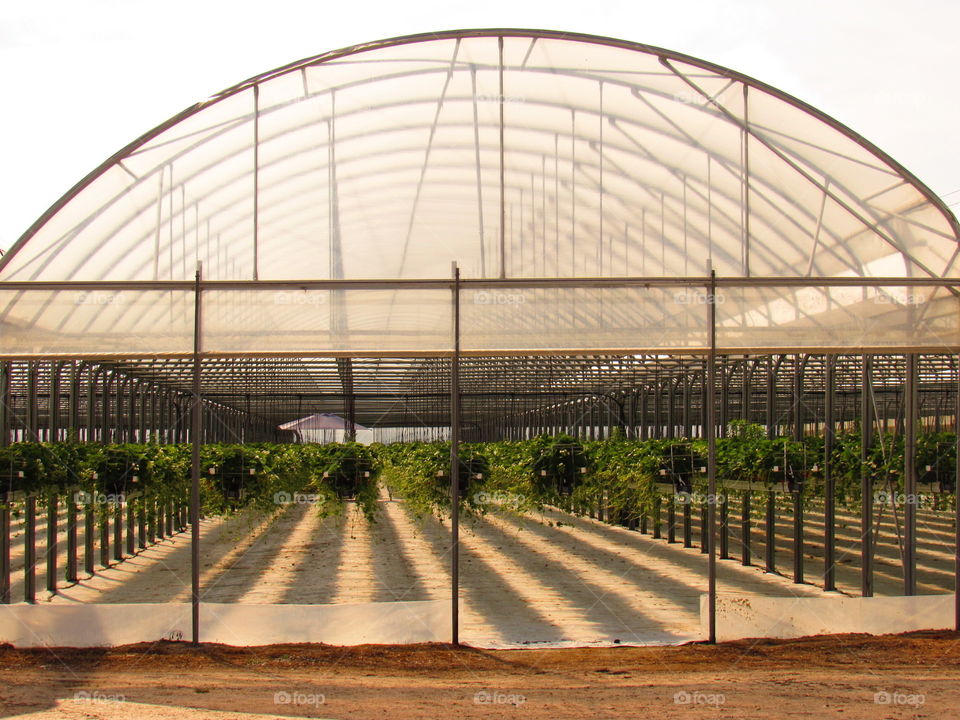 strawberry field