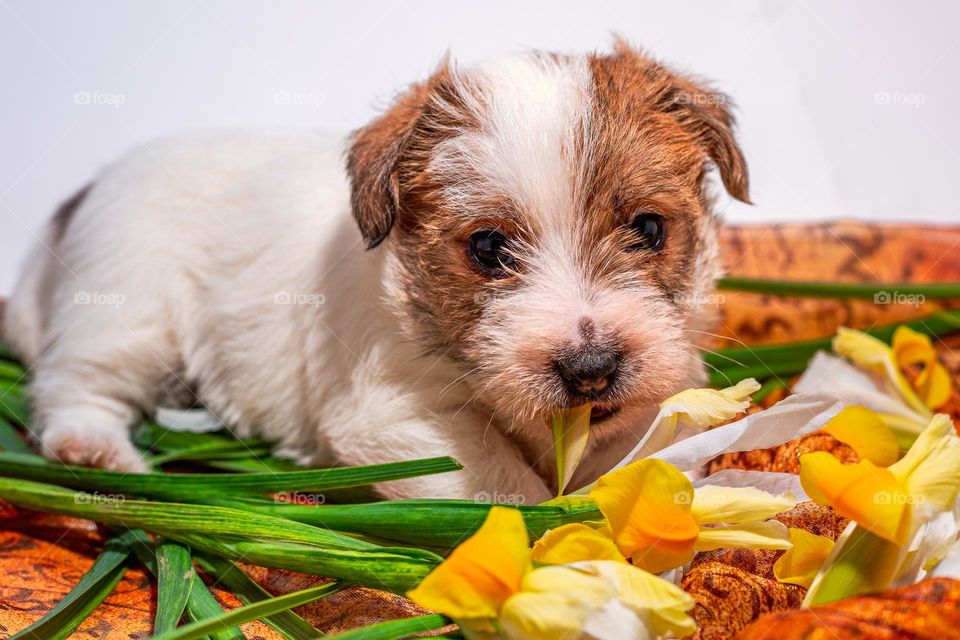 A puppy eating a flower