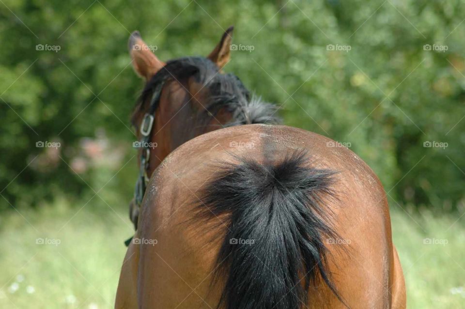 horse buttom tail